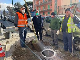 Napoli, riforestazione urbana: completata in tempi record via Giulio Cesare