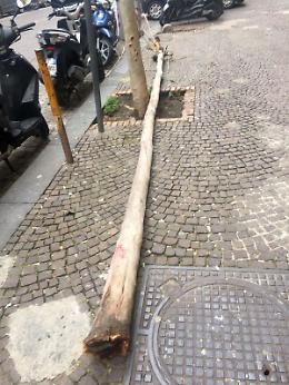 Albero cade a via Manzoni, passante ferito