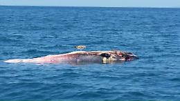 A Vico Equense ritrovata una balena morta