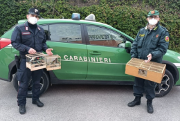 Ganci legati ai cardellini, denunciato 61enne
