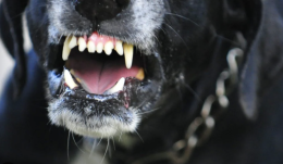 Trovato morto in casa, azzannato dal cane