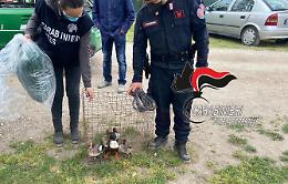 Operazione antibracconaggio, sequestri e denunce