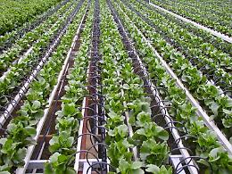 Agricoltura del futuro, a Napoli iniziativa comune Italia-Israele