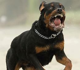 Aggrediti dal rottweiler della nonna, gravi due fratellini