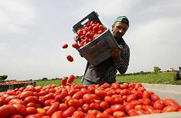 Coldiretti, emergenza pomodori: “Salvare produzione con sblocco trasporti”