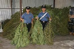 Oltre 800 piante di marijuana in un capannone, quattro arresti