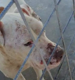Animali maltrattati, sequestrati tre canili