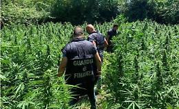 Scoperta piantagione milionaria di cannabis