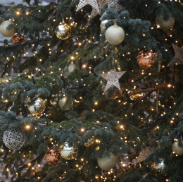 Albero di Natale in piazza Plebiscito, domani l'inaugurazione