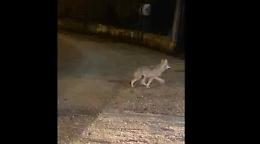 Lupi in città, avvistamento dei pressi di una scuola