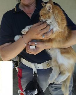 Fuorigrotta, polizia stradale salva e adotta una gattina
