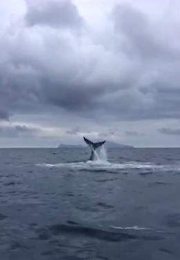 Vela: assegnate nel golfo le coppe De Pinedo e Aloj