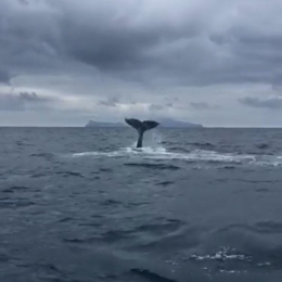 Una "turista speciale" nel Golfo di Napoli: la balenottera stanca VIDEO
