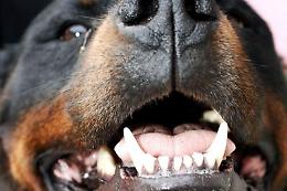 Roma, azzannata dai suoi 4 cani: grave 17enne