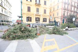 Abbattuti i pini di viale Gramsci, si va verso la riapertura