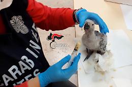 In giro con un pappagallo di specie protetta, scatta la denuncia