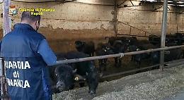 Sequestrata un'azienda bufalina controllata dai fratelli del boss Michele Zagaria