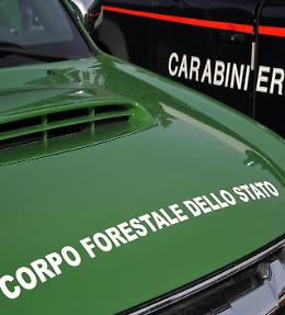 Pesca di frodo, cc forestali sanzionano tre persone 