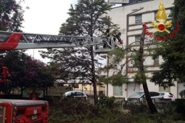 Maltempo, anziano muore travolto da un ramo nel Barese