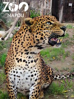 Allo zoo arriva Shankiri, splendida femmina di leopardo