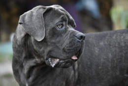Ai domiciliari con un cane corso per difesa