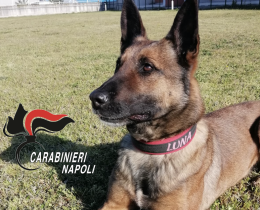 Cocaina e hashish nascosti in muretto, li trova cane antidroga