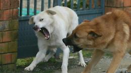 Ragazza azzannata e uccisa da un branco di cani