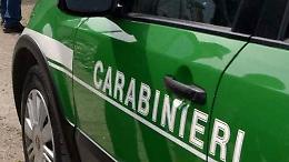 Caso gatti morti nel Salernitano, ispezioni di carabinieri e Asl