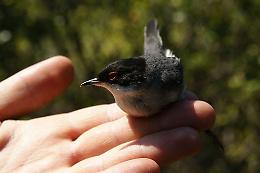 Biodiversità, presentato il progetto “Museo delle rotte migratorie per Vivara"
