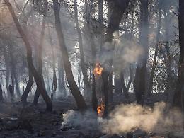 Da fuoco a vegetali, rischia incendio di oasi del Wwf