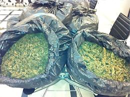 Arrestati con 50 chili di marijuana