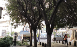 Napoli, al via il piano delle potature