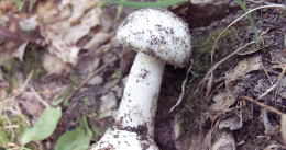 Raccolgono funghi nel bosco alle spalle del “Monaldi" e li mangiano: donna muore, 4 intossicati