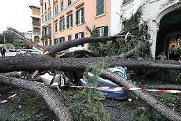 Crolla un albero, ragazzo ferito