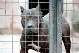Roma, bimba azzannata al volto da un pitbull