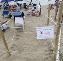 Baia Domizia, tornano le tartarughe: nido in spiaggia