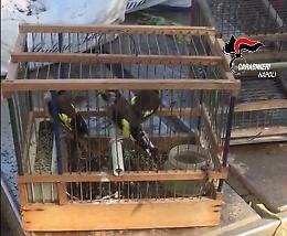 Volatili di specie protetta e cani trovati in un allevamento abusivo, un denunciato a Pozzuoli