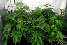 Sì del Governo all'uso terapeutico della cannabis