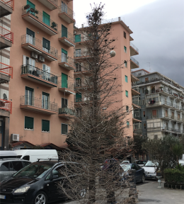 "Spelacchio", Castellammare come Roma: verde pubblico da vergogna