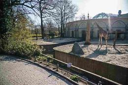 Coronavirus, dramma in uno zoo tedesco: l'annuncio choc della direttrice