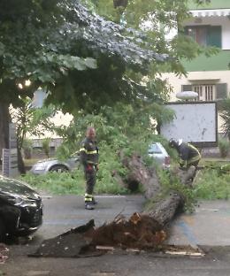 Paura all'Arenella: crolla albero in via Altamura