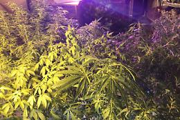 Piantagioni di marijuana a Quarto e Marano: 3 arresti