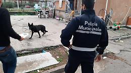 Rione Traiano, cani maltrattati e tenuti alla catena: sono le vedette della camorra