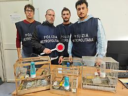 Cardellini nell'officina abusiva, scatta il sequestro