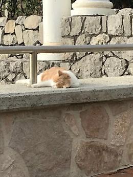 Orrore a Massa Lubrense: strage di gatti a Marina del Cantone