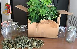 Coltiva piante di marijuana in cantina e nasconde droga in casa