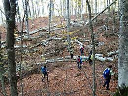 Tabula rasa di faggi sul Monte Cervati, numerose associazioni ricorrono alla Procura.