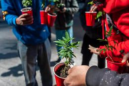 Referendum su cannabis bocciato da Consulta, quesito inammissibile