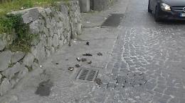 Uccelli uccisi e gettati per strada, orrore a Sant'Antonio Abate