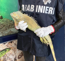 Trova iguana ferita nel cortile di casa e la porta ai carabinieri: ricoverata allo zoo